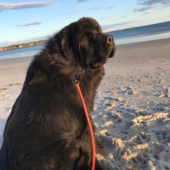 Meet your Posher, SjC - Picture 12 of 16